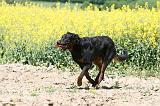 BEAUCERON 816